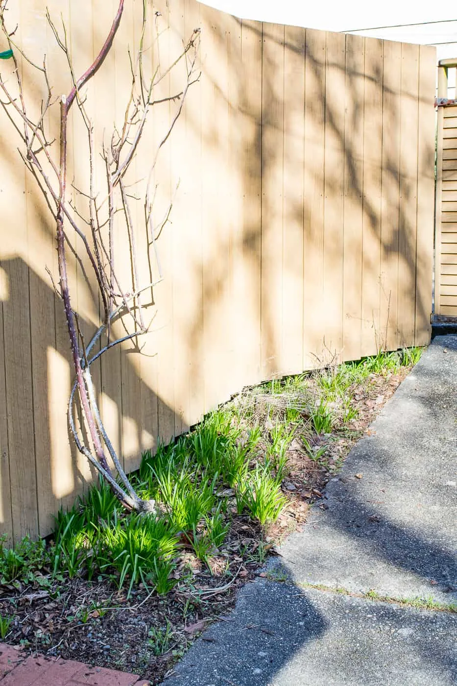 empty fence with climbing rose without support