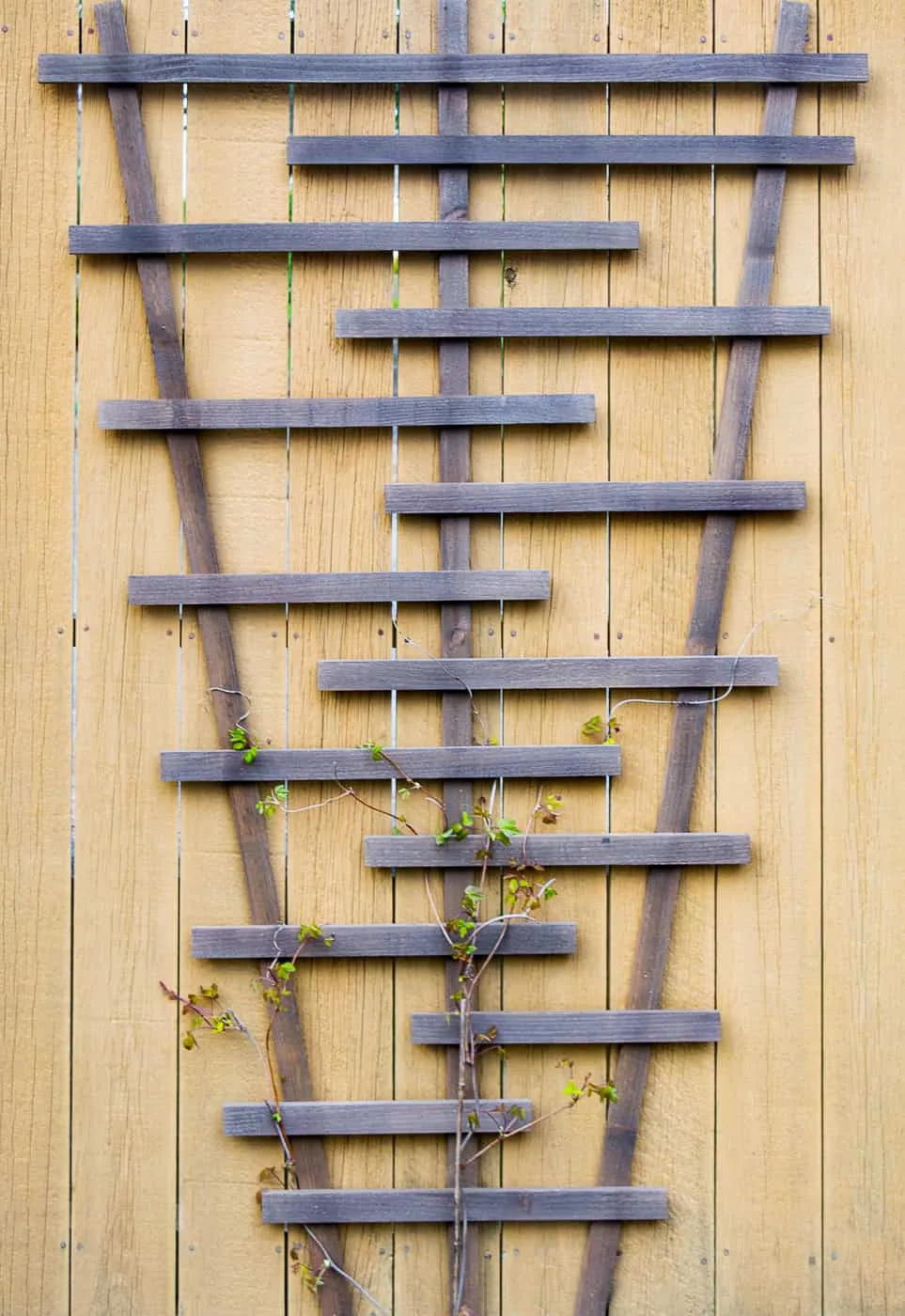 DIY trellis attached to fence