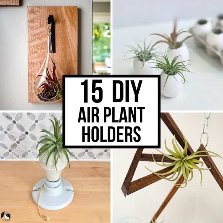 collage of DIY air plant holder ideas