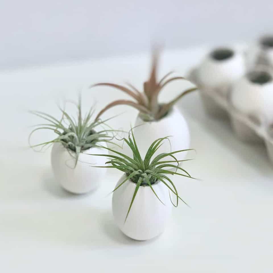 15 Creative DIY Air Plant Holder Ideas The Handyman's Daughter