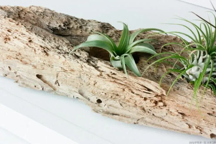 DIY air plant pots – almost makes perfect