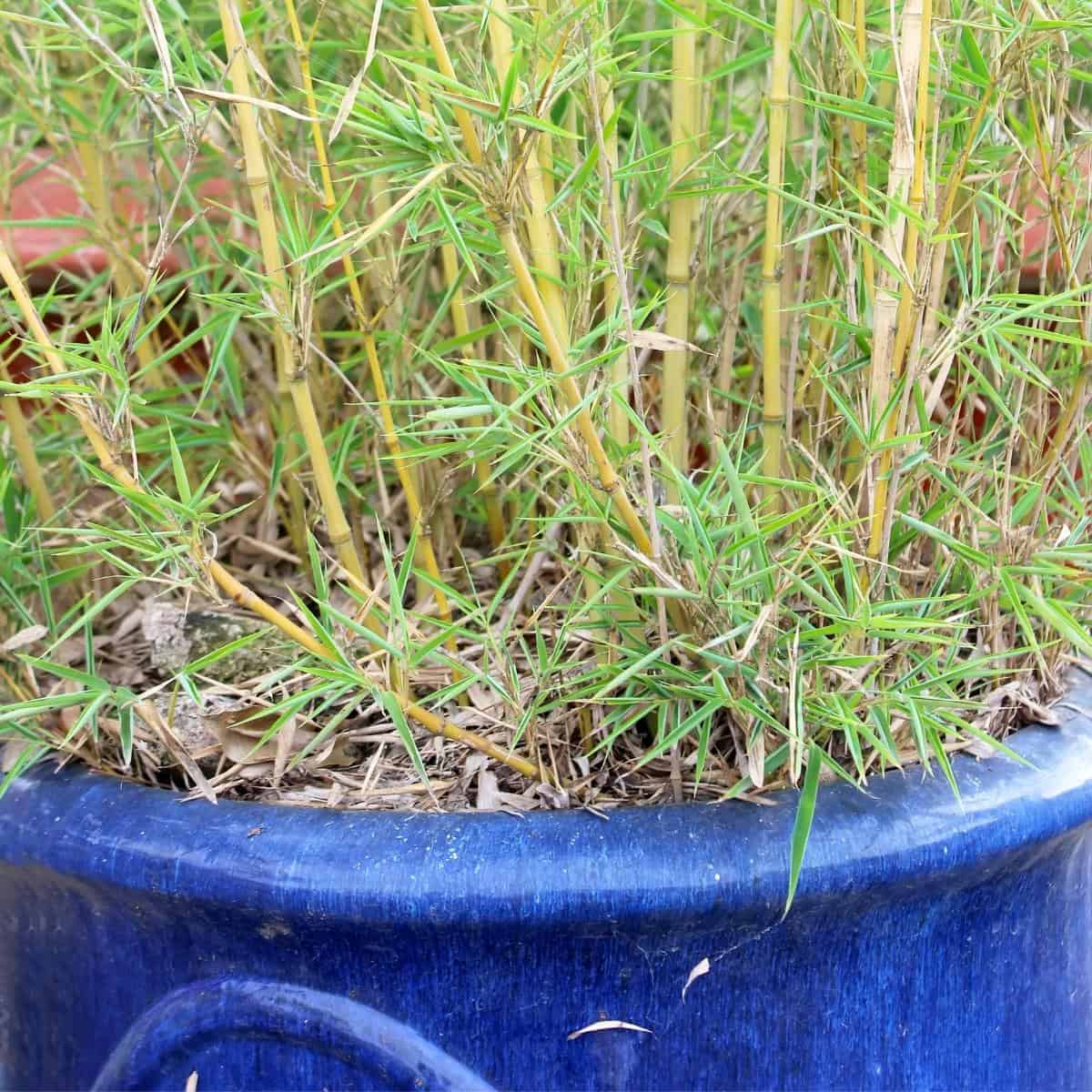 bamboo growing in a pot