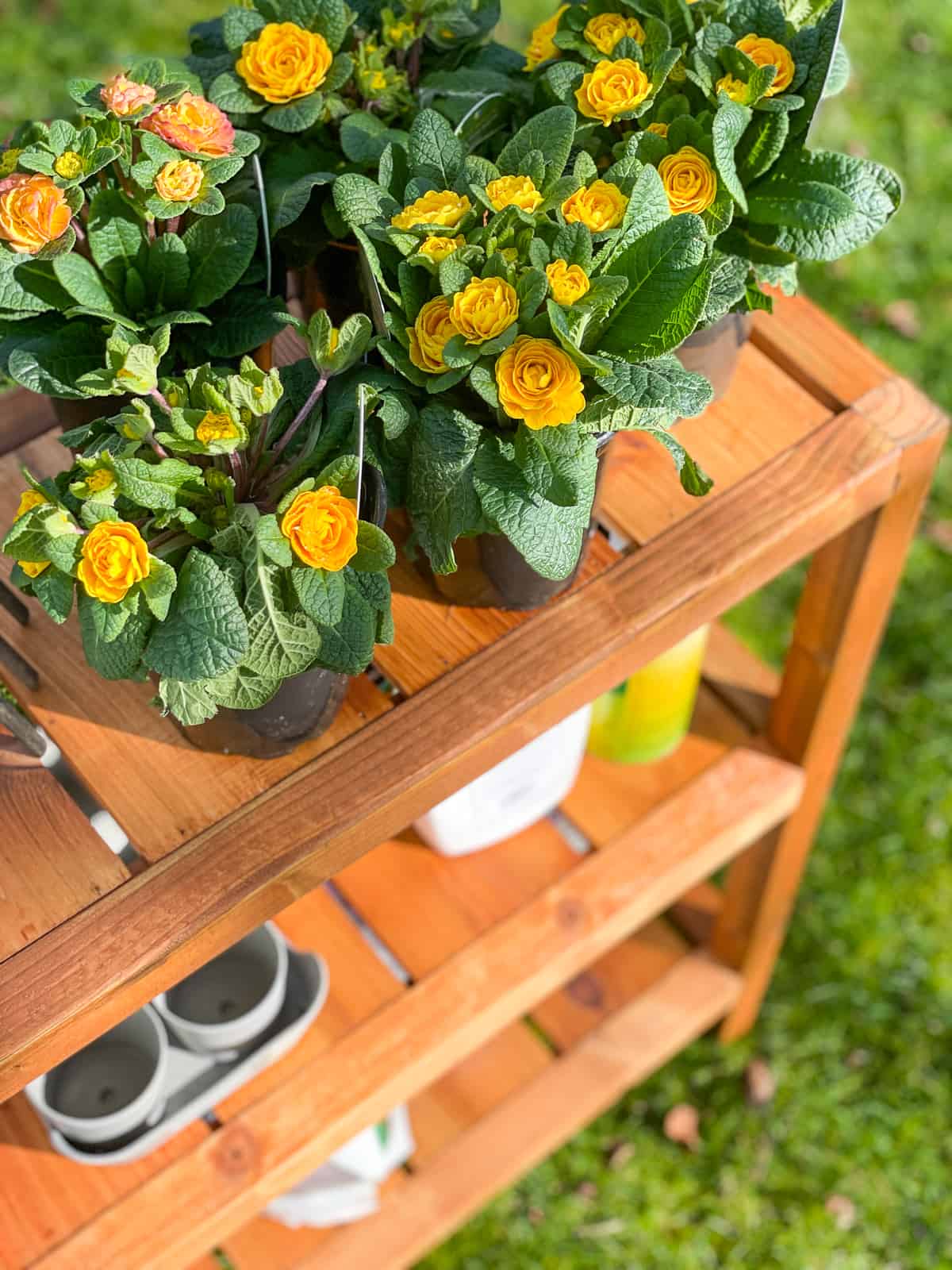 DIY plant shelves with yellow primroses on top shelf