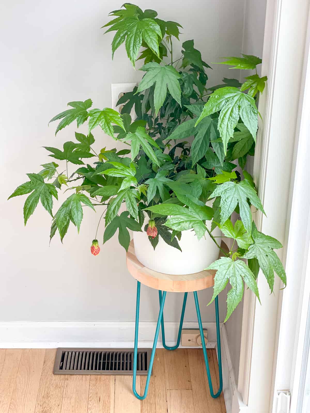 DIY hairpin leg plant stand in corner with heat vent and outlet visible