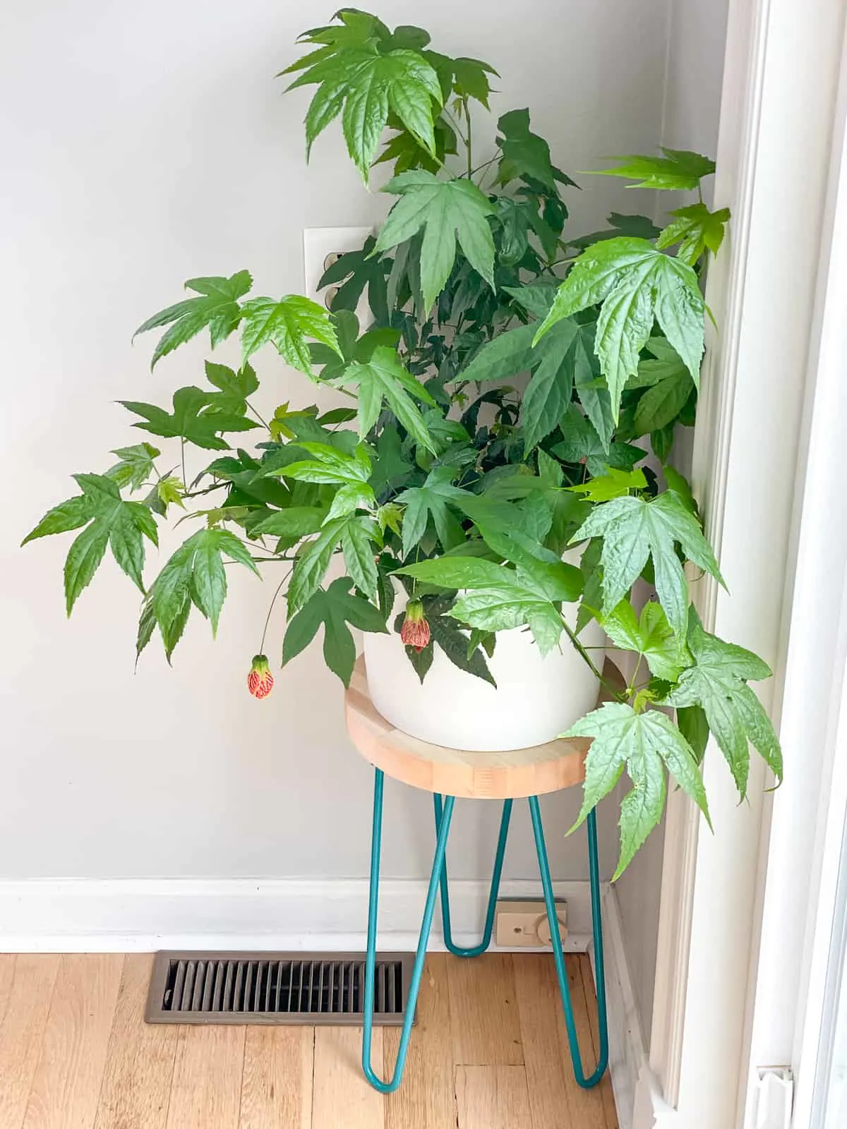 DIY hairpin leg plant stand in corner with heat vent and outlet visible