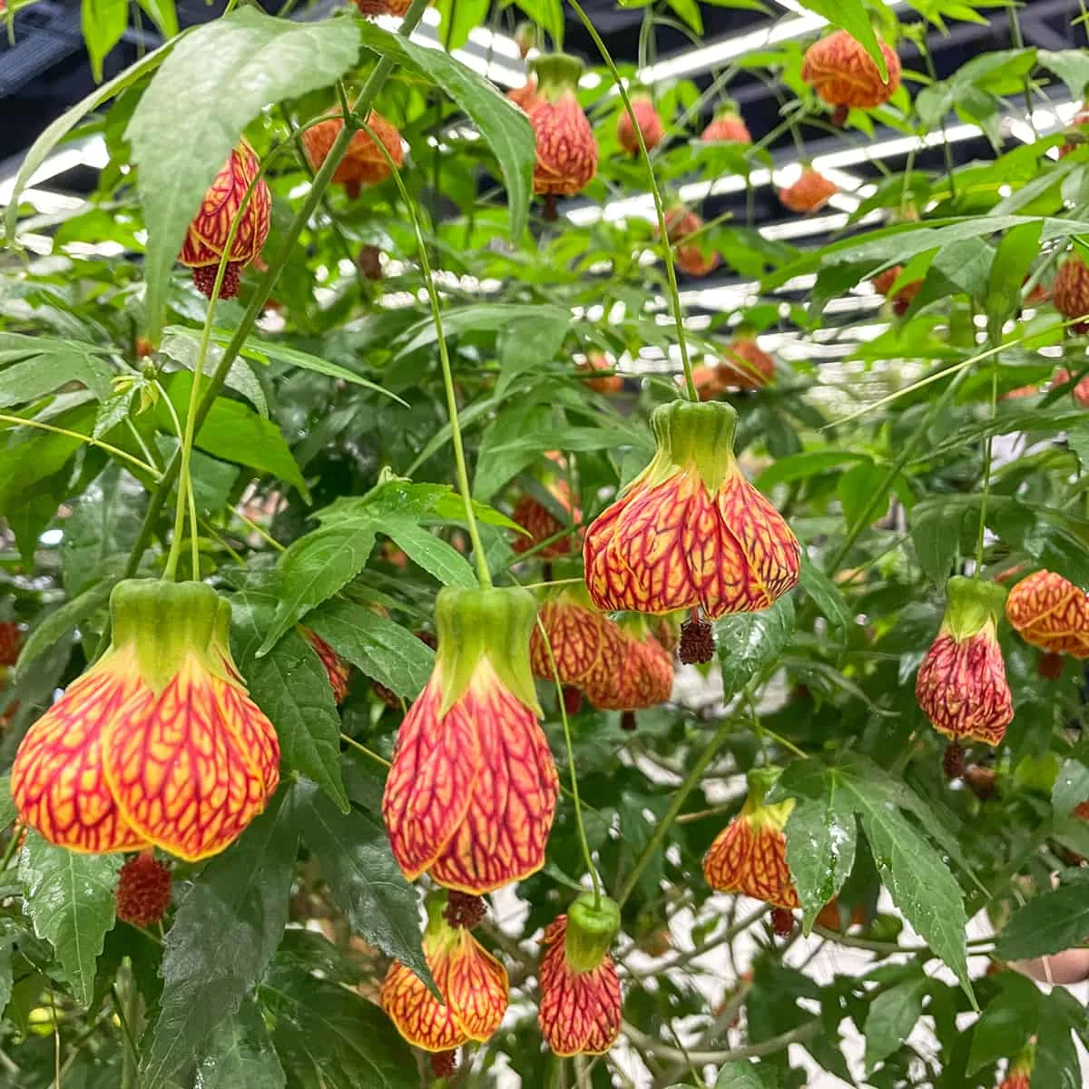 Red Tiger Flowering Maple