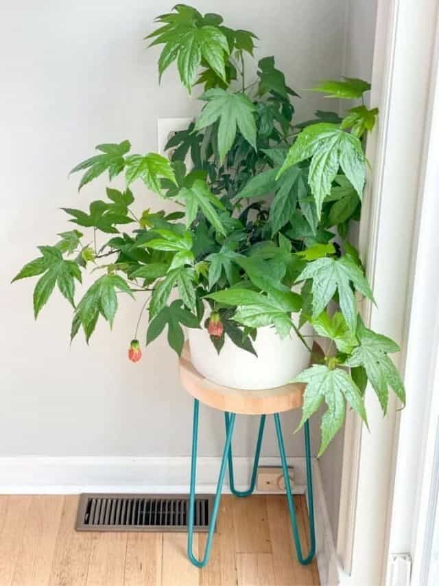 EASY DIY HAIRPIN LEG PLANT STAND