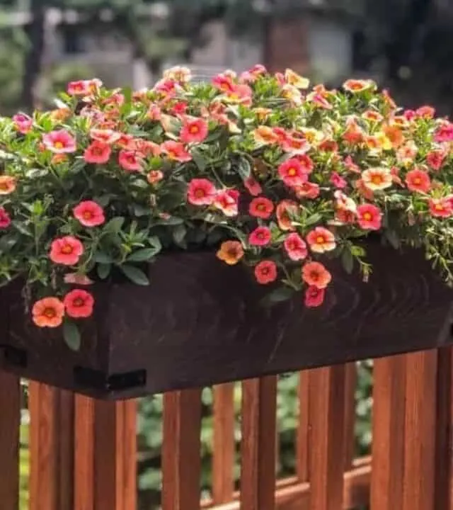 flowers planted in a railing planter box attached to deck railing