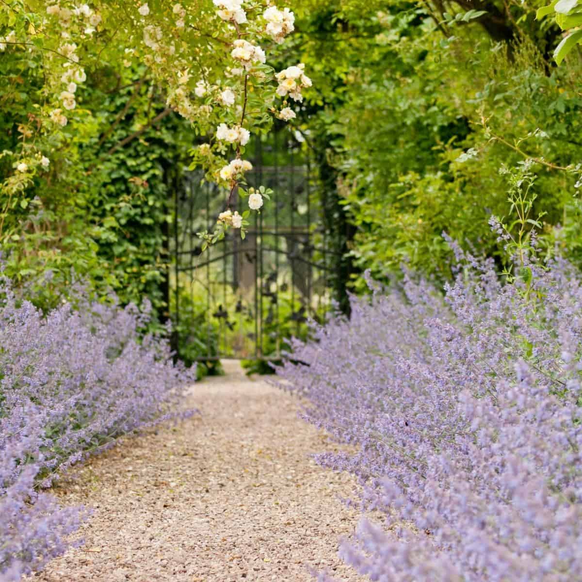 natural looking pea gravel pathway through lavender
