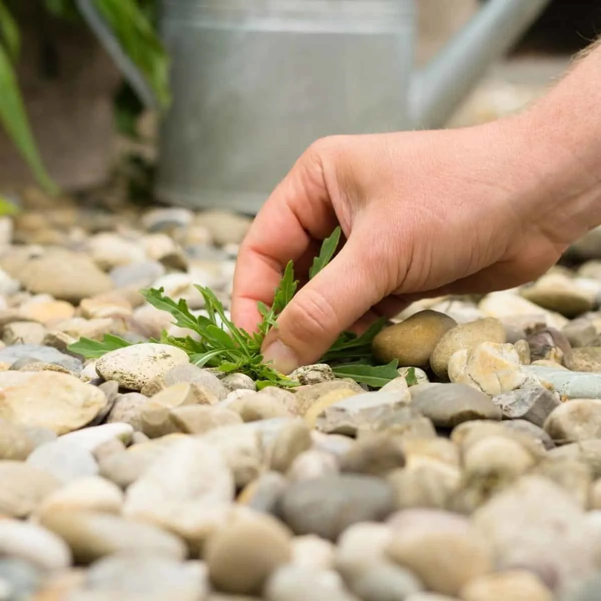 pulling a weed from a pea gravel patio
