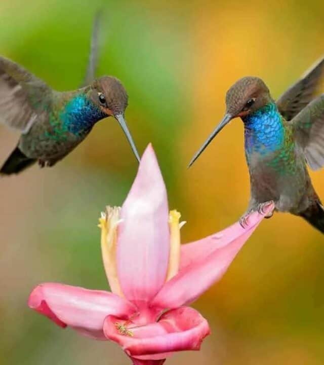 two hummingbirds on a pink flower