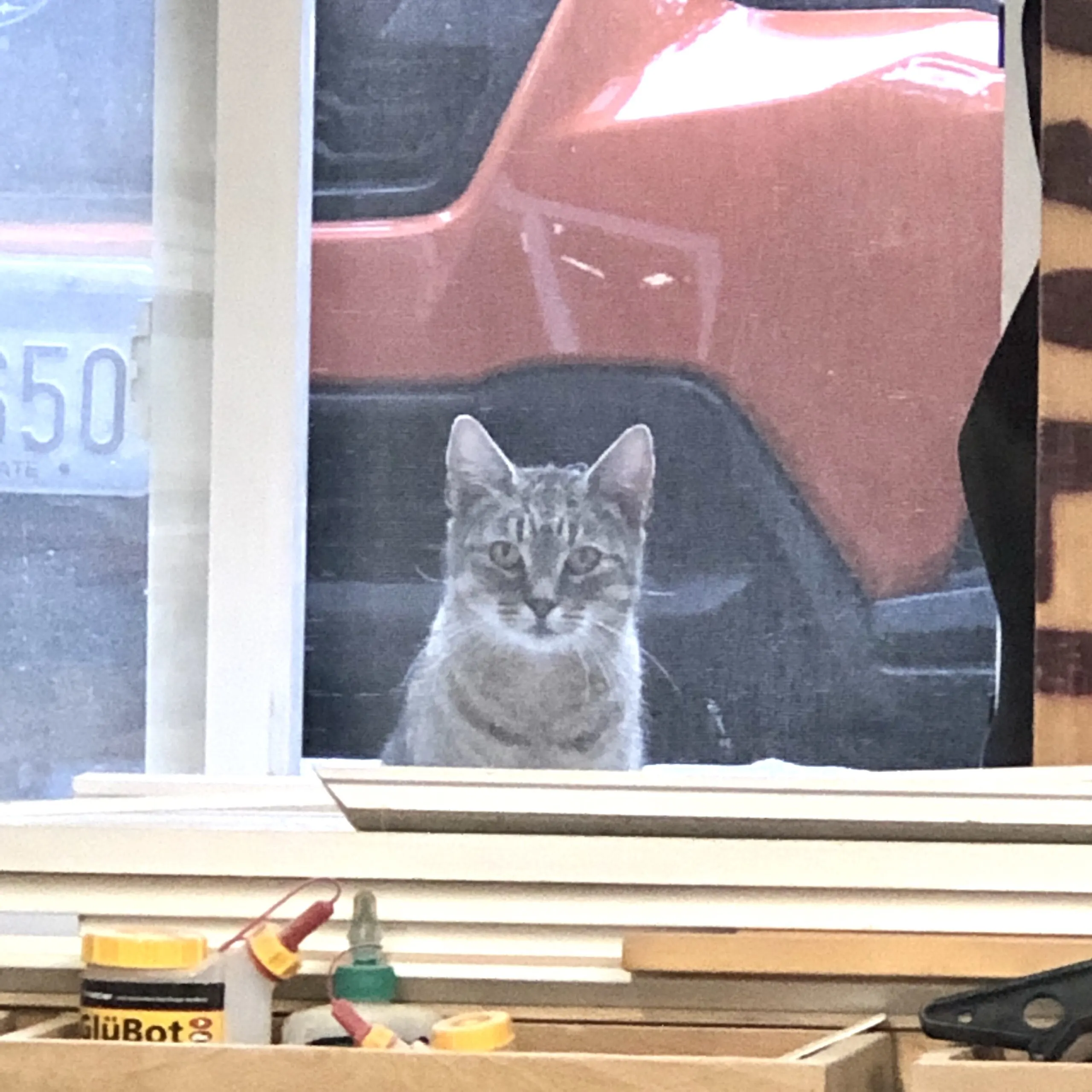 cat peering into workshop through window