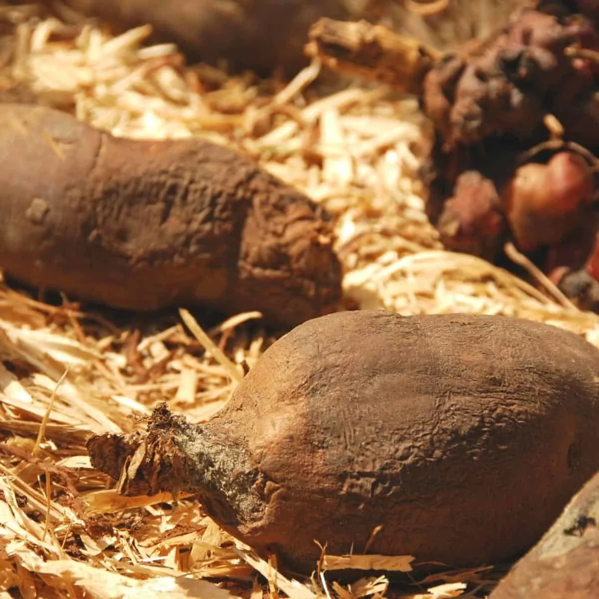 root vegetables stored in sawdust