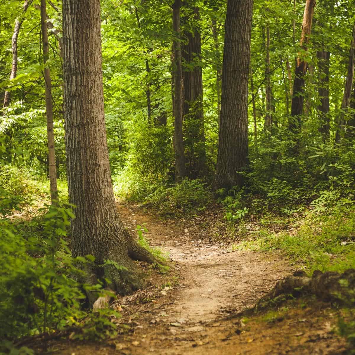 trail through the woods