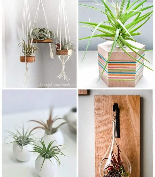 air plant-1