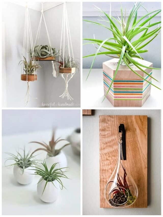 15 CREATIVE DIY AIR PLANT HOLDERS