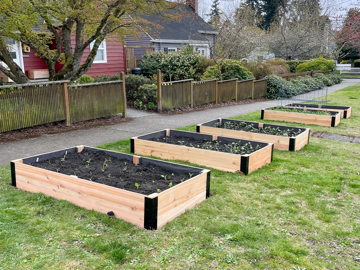 five raised beds