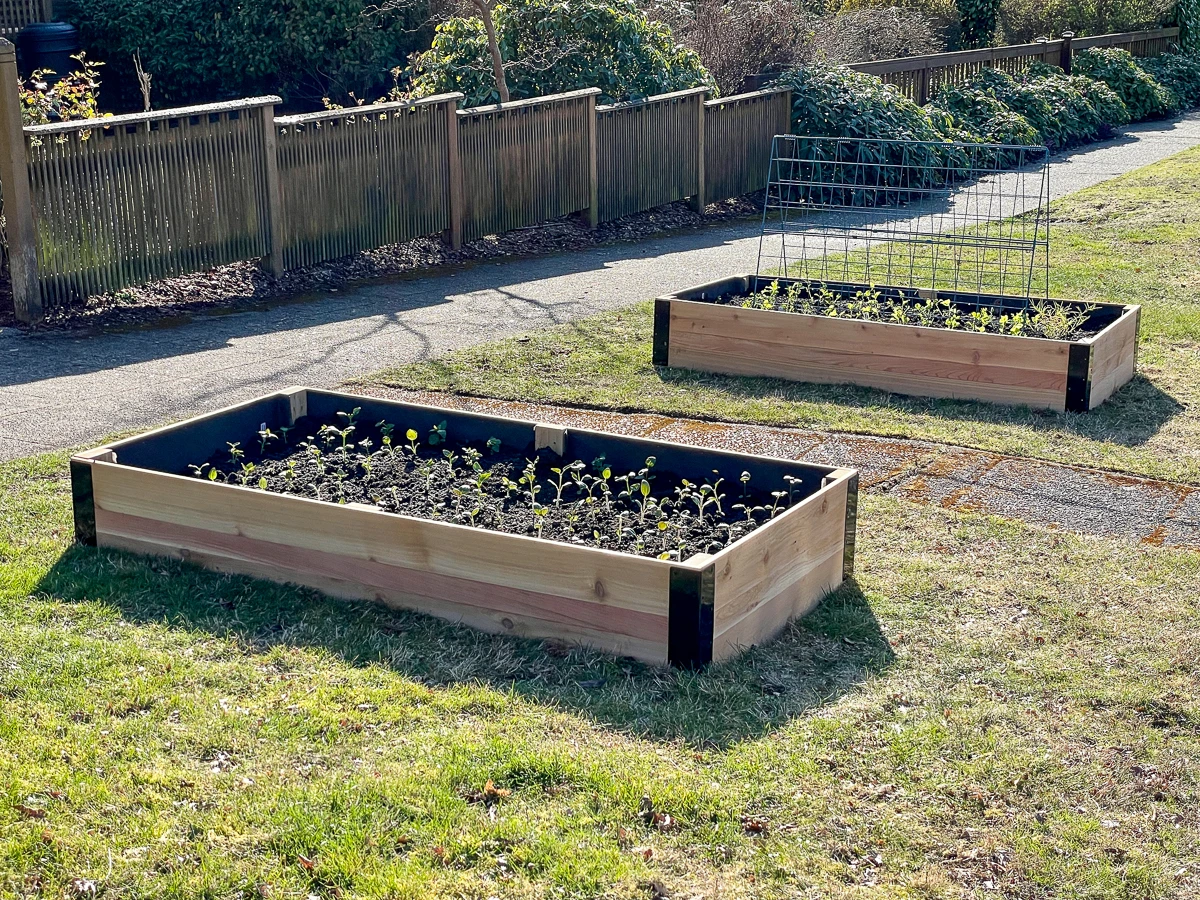 two DIY raised garden beds along sidewalk