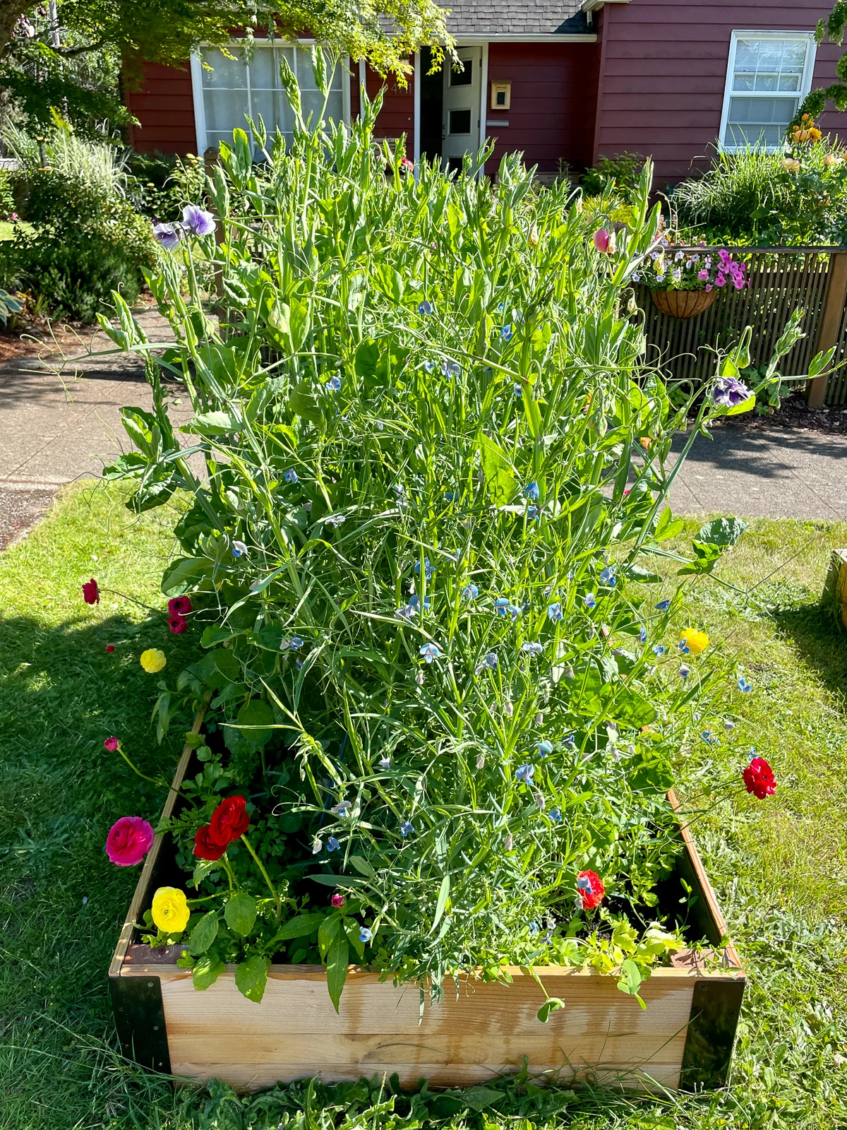 sweet peas growing on A frame trellis in DIY raised garden bed