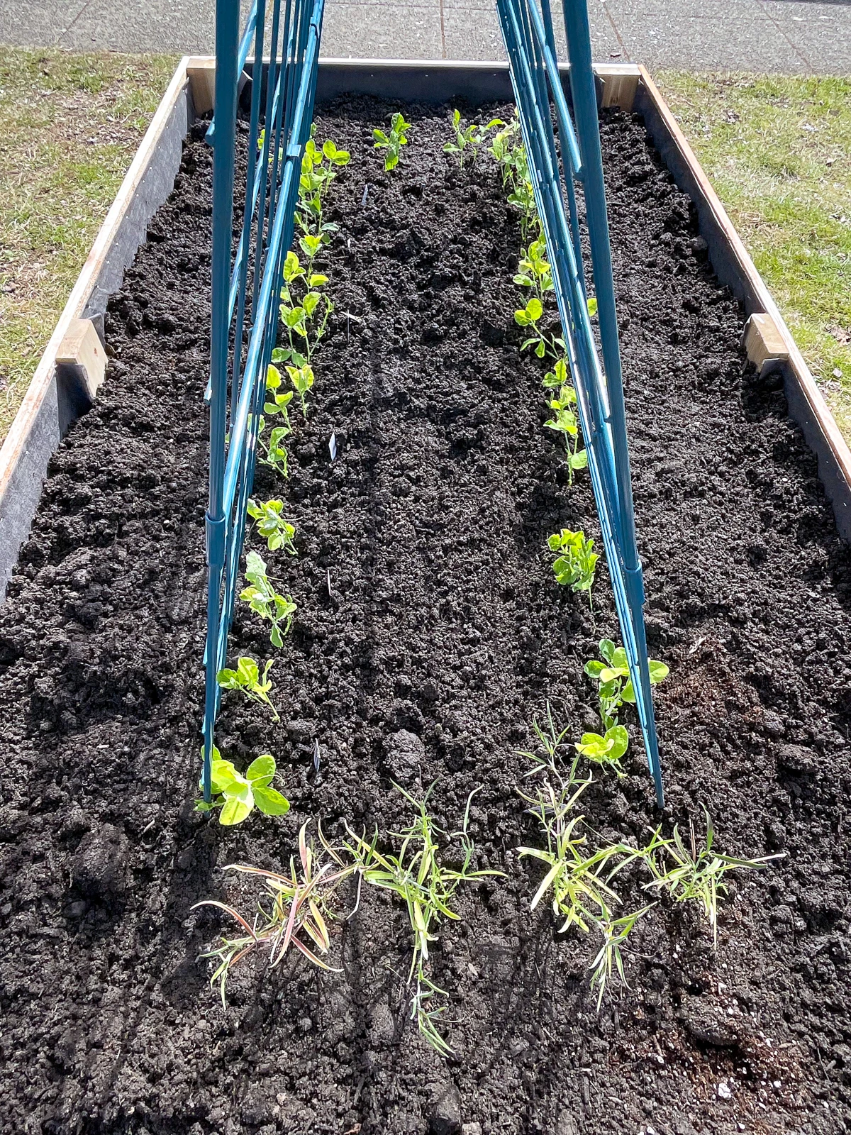 sweet peas planted around trellis in raised garden bed
