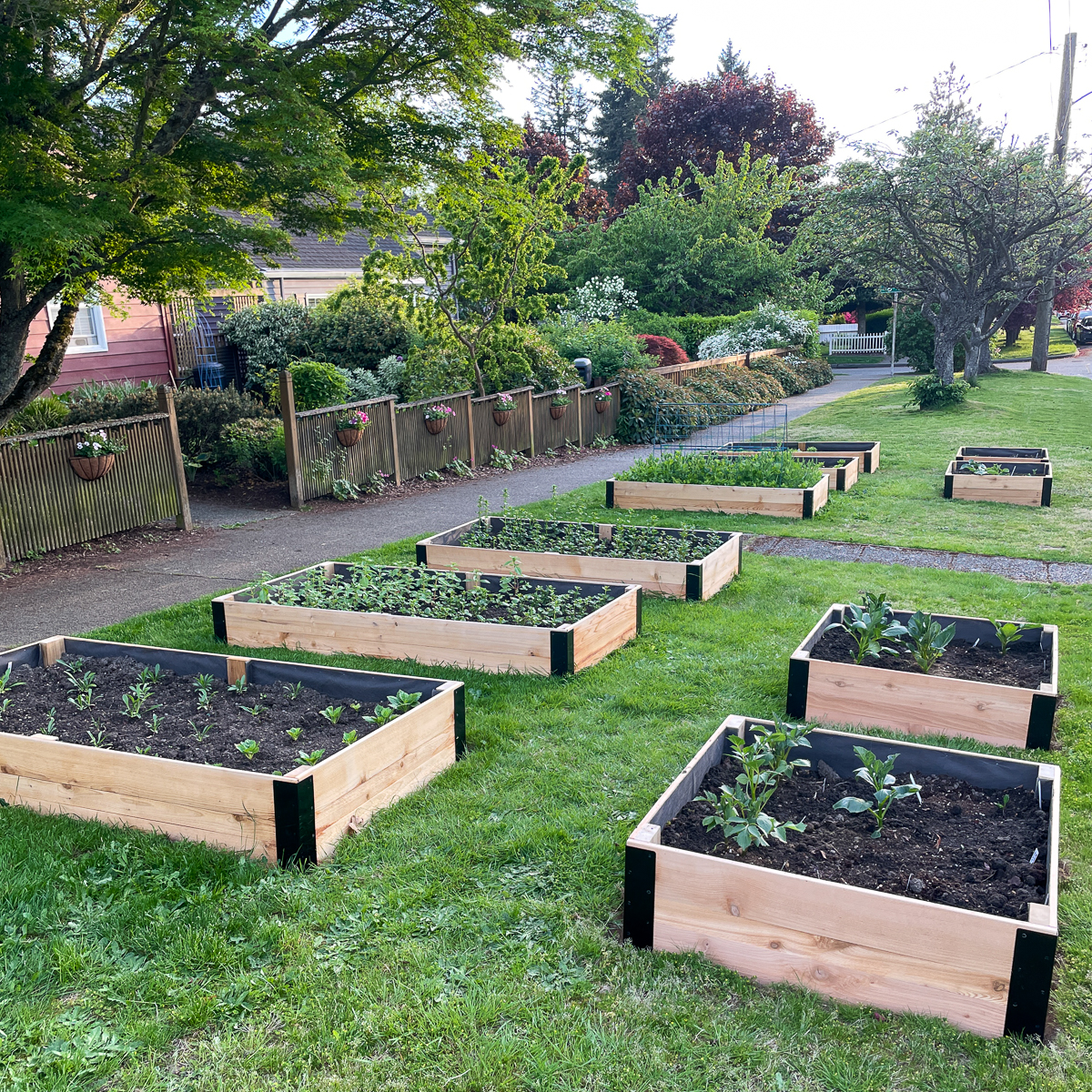 How to Build a Raised Bed CHEAP and EASY, Backyard Gardening 