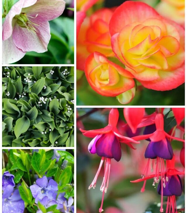 Collage of flowering plants that grow in the shade.