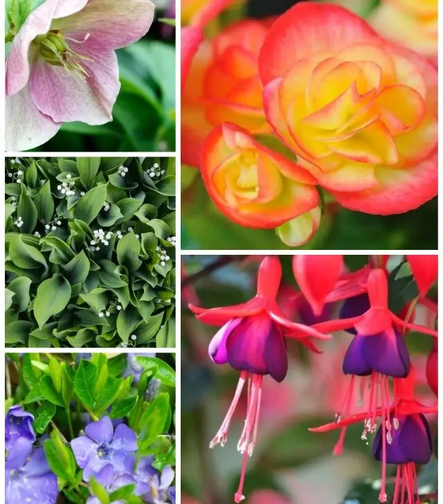 Collage of flowering plants that grow in the shade.