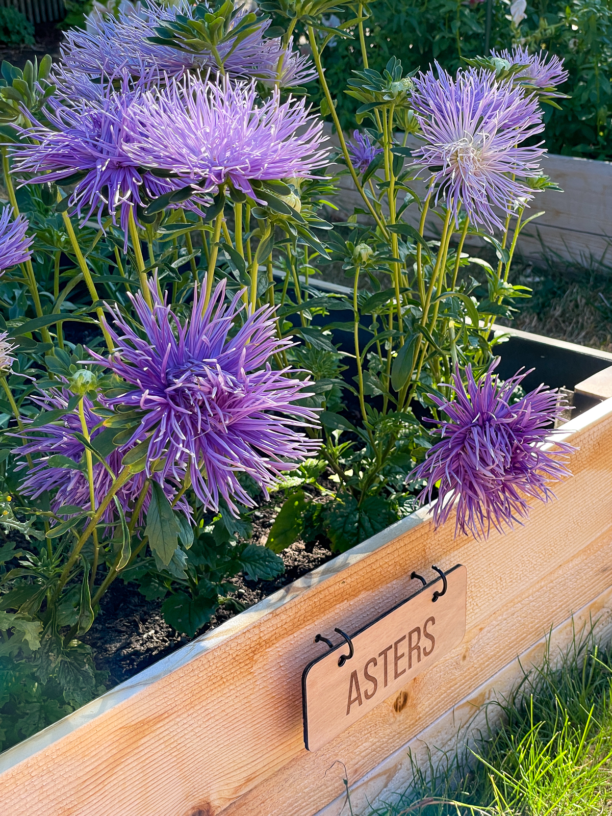 DIY garden label on raised bed full of purple asters
