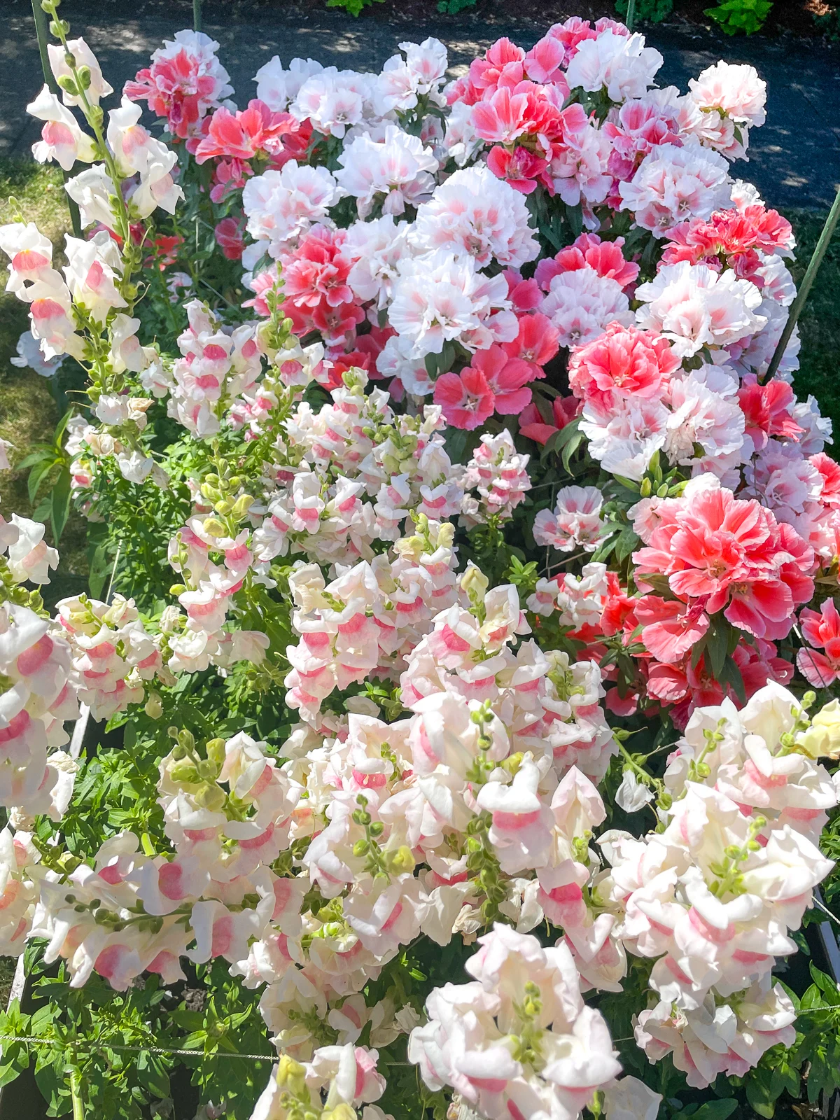 raised garden bed full of snapdragons and clarkia flowers