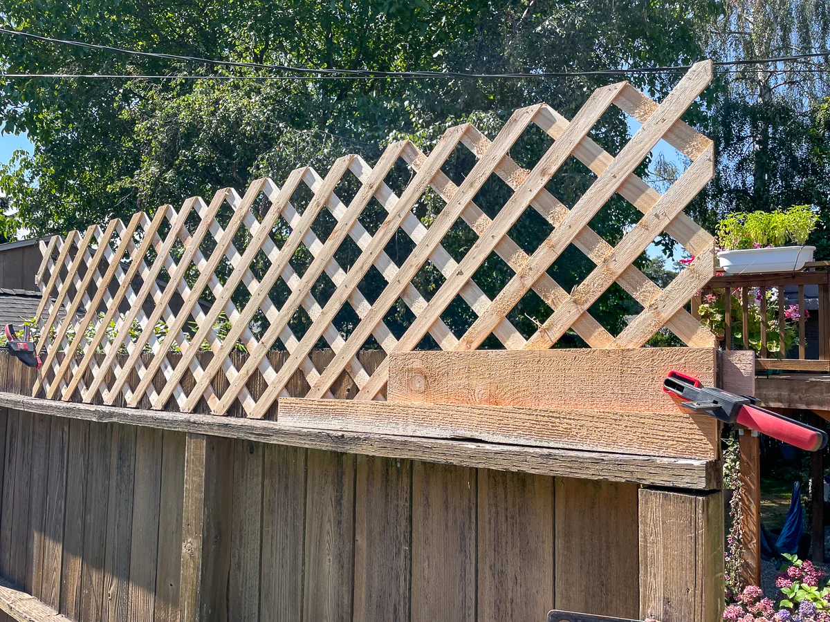 testing back view of fence top trellis