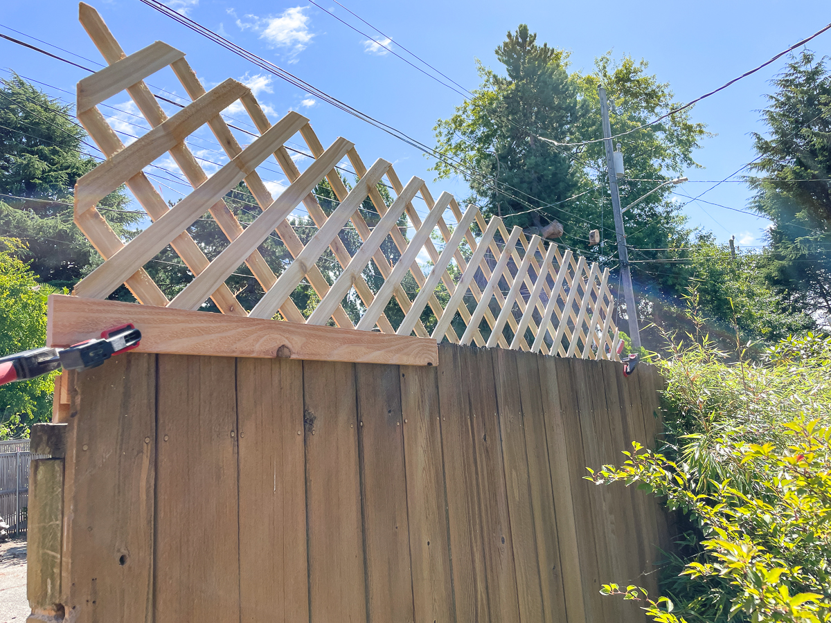 cedar trim board and lattice clamped to fence to test trellis options