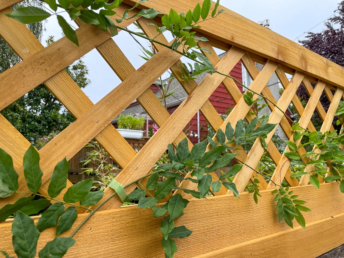fence top trellis with vines woven through lattice