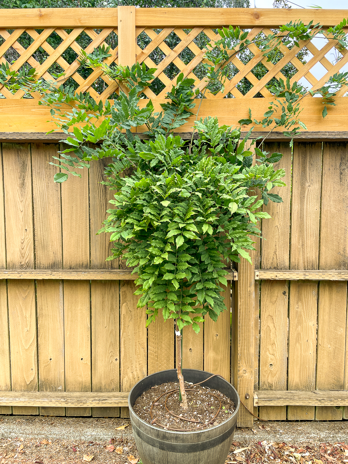 tree form wisteria trained along fence top trellis