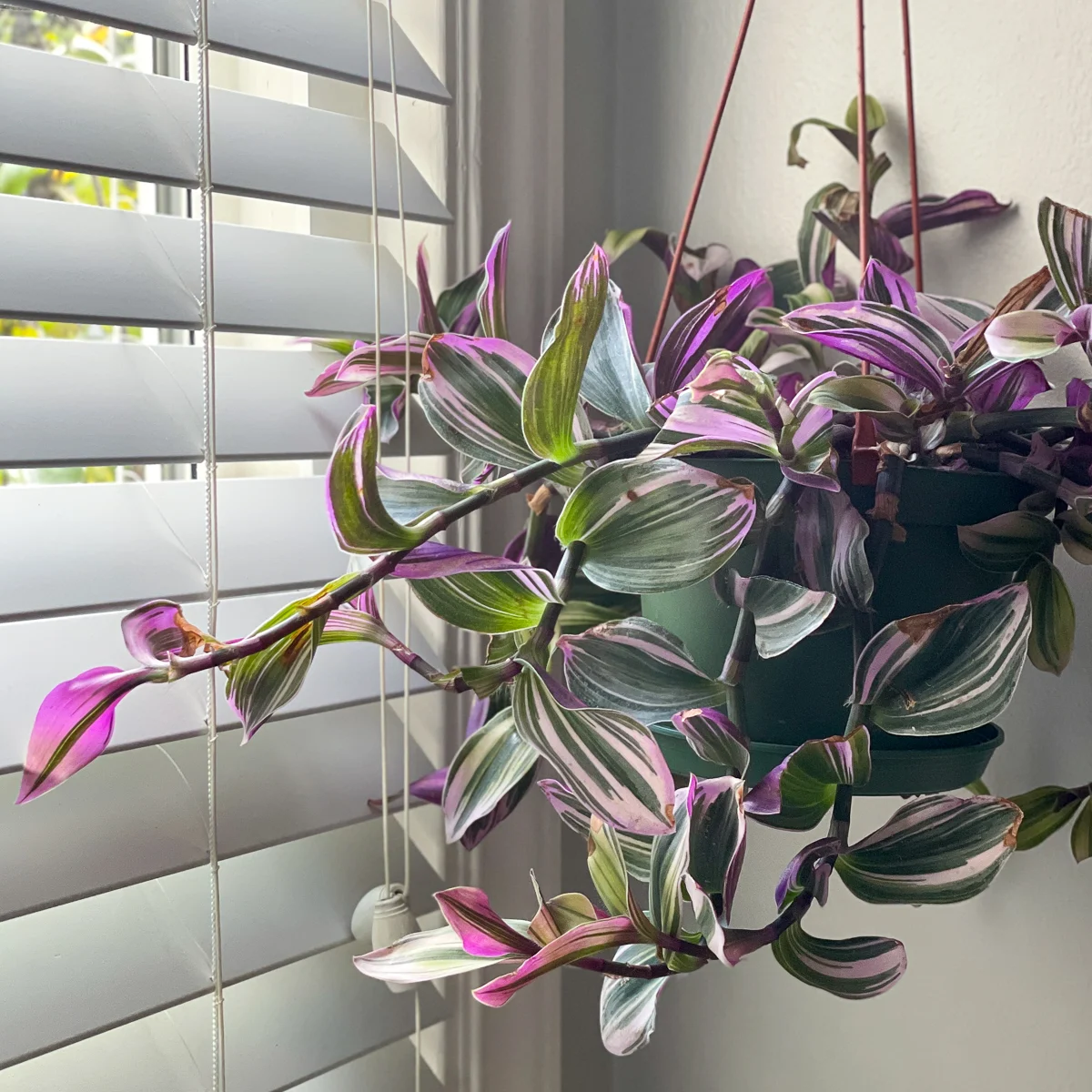 Tradescantia Nanouk in hanging pot next to window