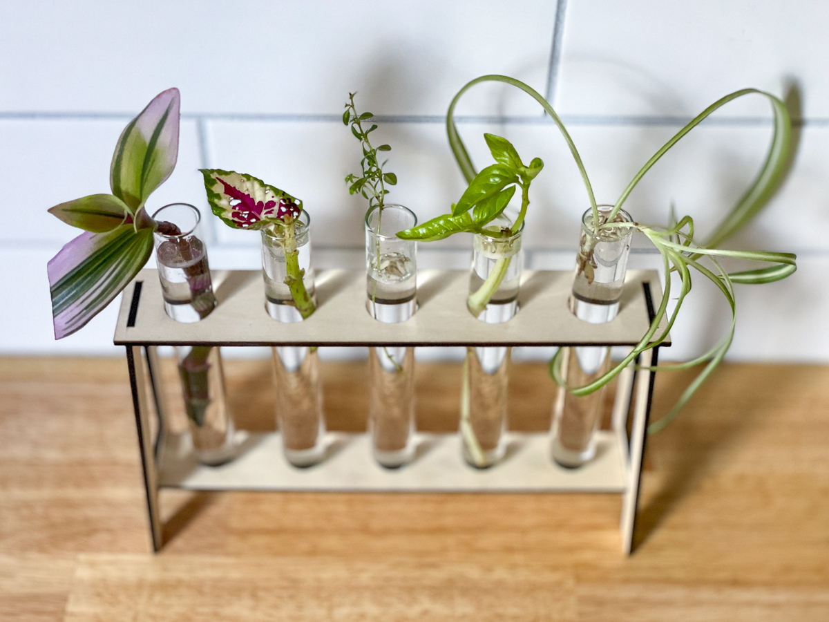 plant cuttings in DIY propagation station