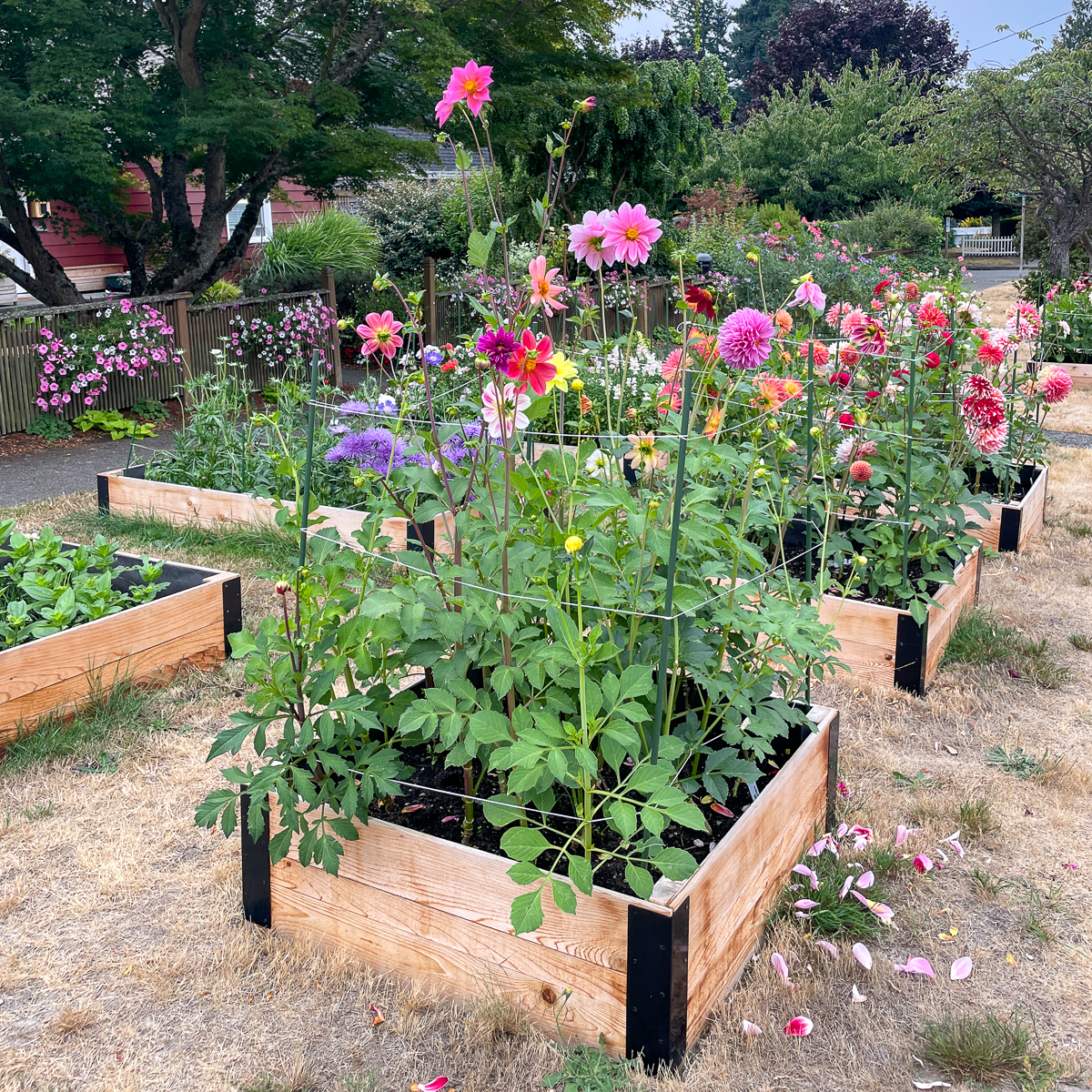 my raised garden beds with dozens of dahlias and other cut flowers blooming
