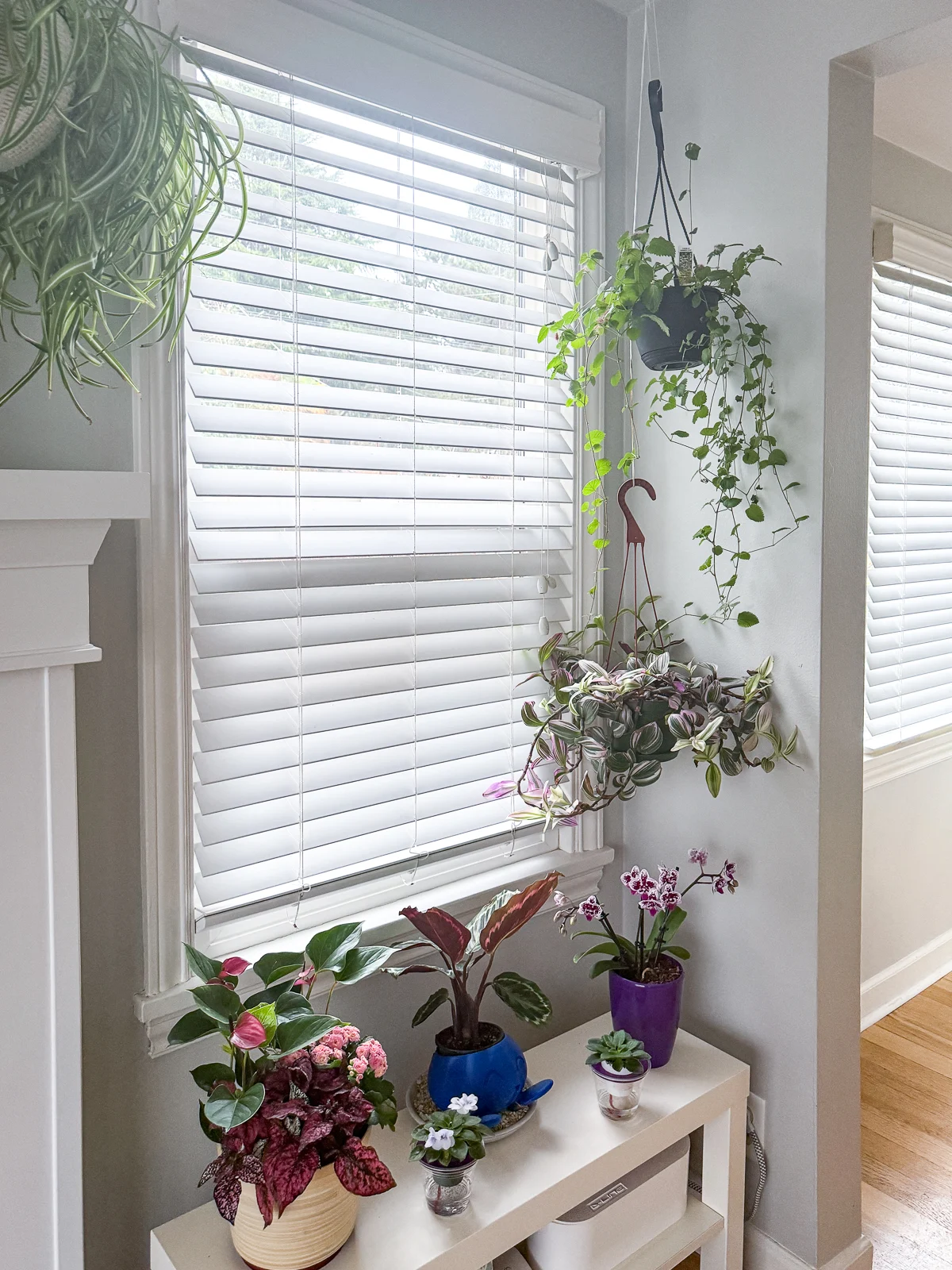 bright window full of houseplants