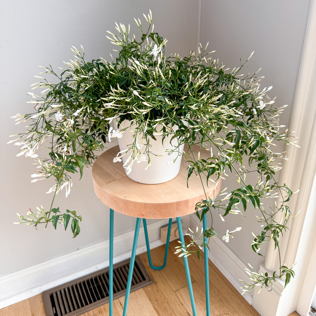 jasmine plant on hairpin leg stand