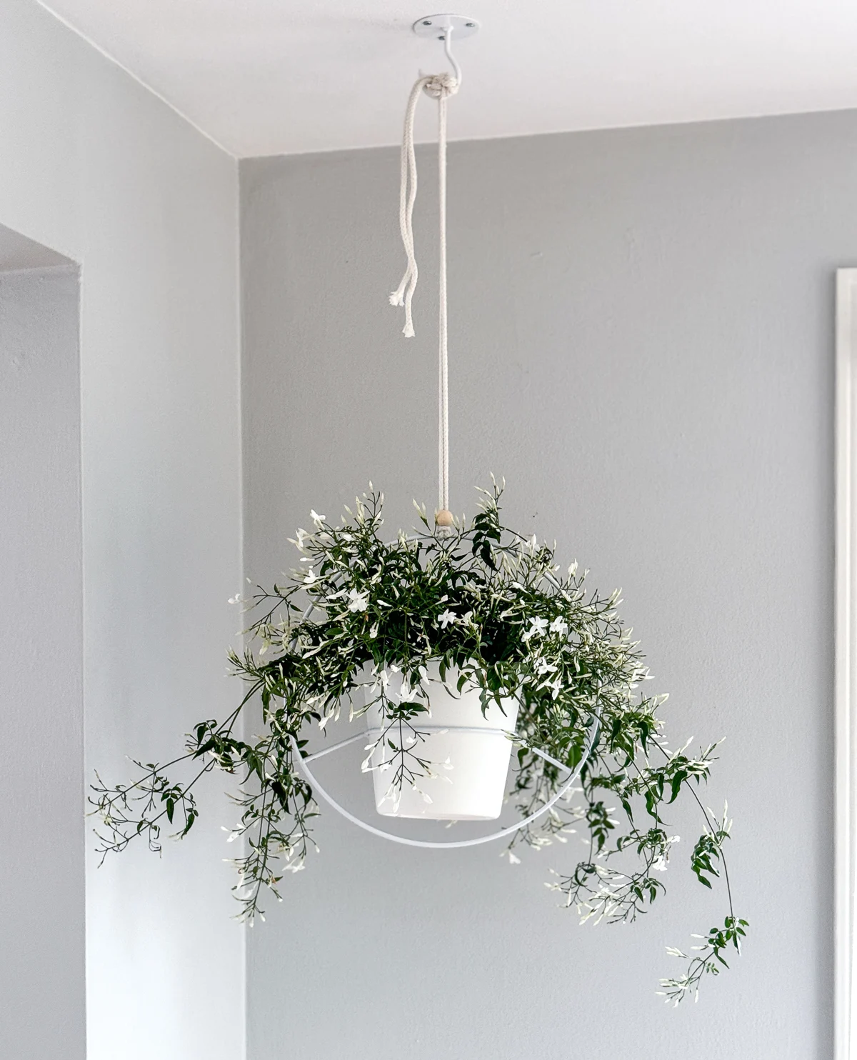 hanging plant from ceiling hook