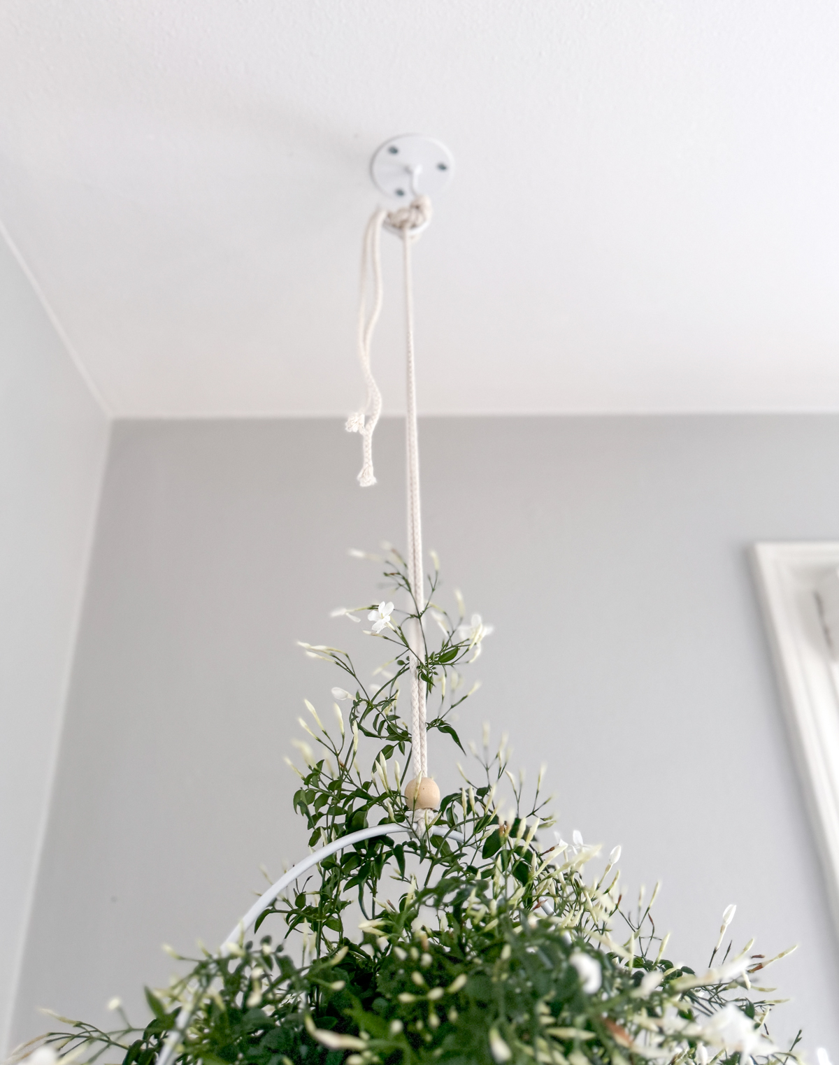 jasmine plant hanging from hook in ceiling