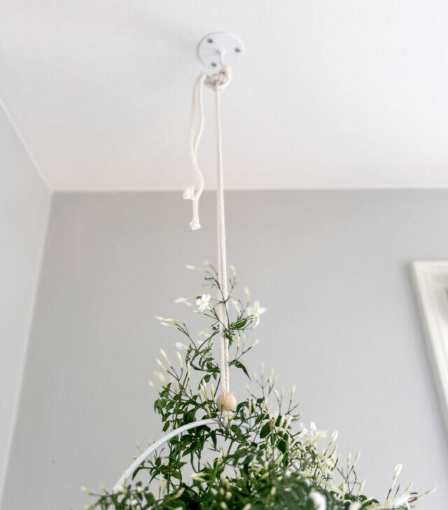 jasmine plant hanging from hook in ceiling
